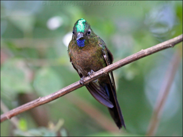 Violet-tailed Sylph violet_tailed_sylph_24575.psd