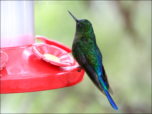 Violet-tailed Sylph violet_tailed_sylph_24633.psd