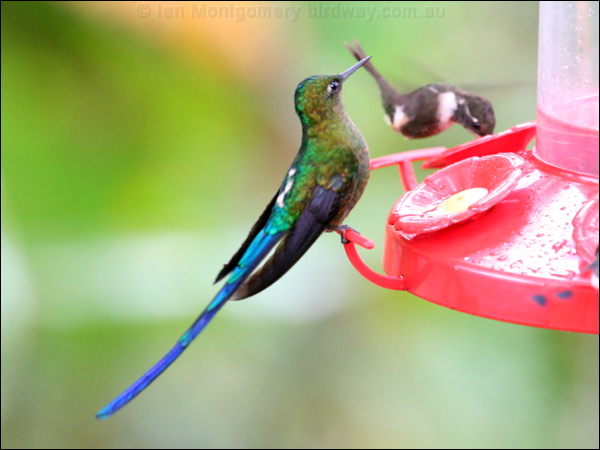 Violet-tailed Sylph violet_tailed_sylph_24864.psd