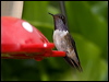 volcano_hummingbird_112266