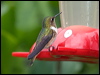 volcano_hummingbird_112293