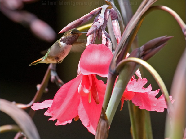 Volcano Hummingbird volcano_hummingbird_111701.psd