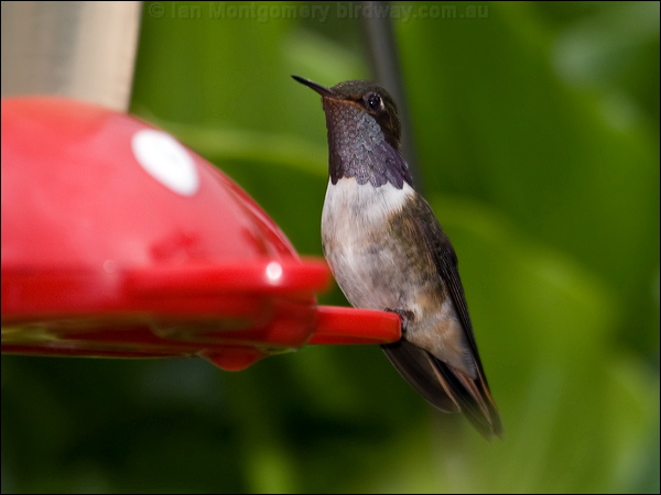 Volcano Hummingbird volcano_hummingbird_112266.psd