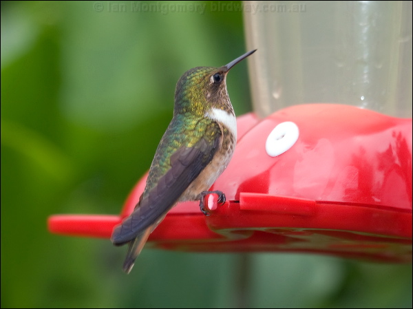 Volcano Hummingbird volcano_hummingbird_112293.psd