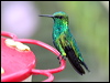 Click here to enter gallery and see photos/pictures/images of Western Emerald