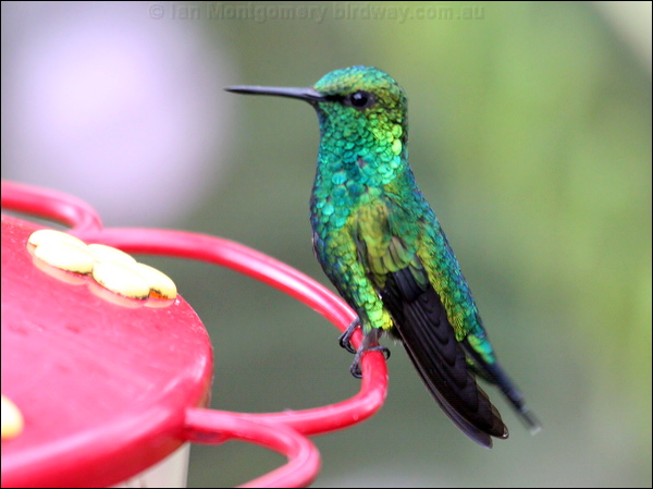 Western Emerald western_emerald_24570.psd