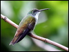 whitechested_emerald_21936