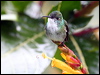 whitechested_emerald_23022