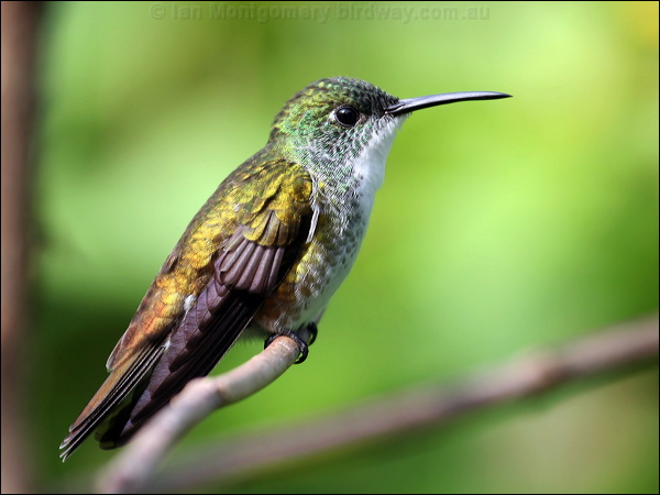 White-chested Emerald whitechested_emerald_21862.psd