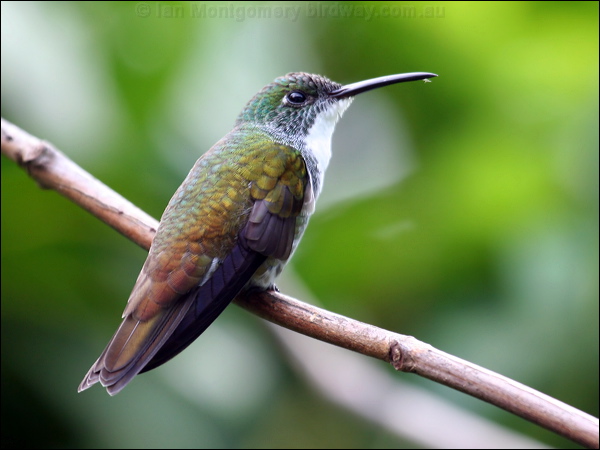 White-chested Emerald whitechested_emerald_21936.psd