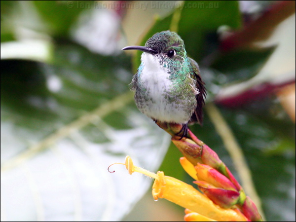 White-chested Emerald whitechested_emerald_23022.psd