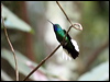 white_tail_sabrewing_21534