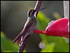 whthroatmountaingem_111304
