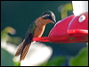 whthroatmountaingem_111305