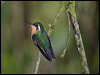 whthroatmountaingem_112188