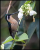 whthroatmountaingem_112358