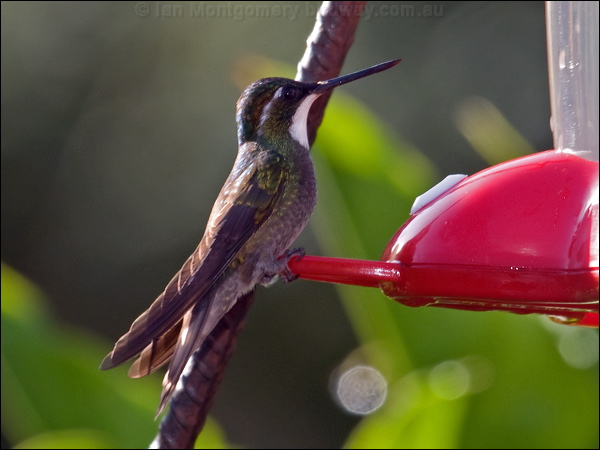 White-throated Mountain-gem whthroatmountaingem_111304.psd