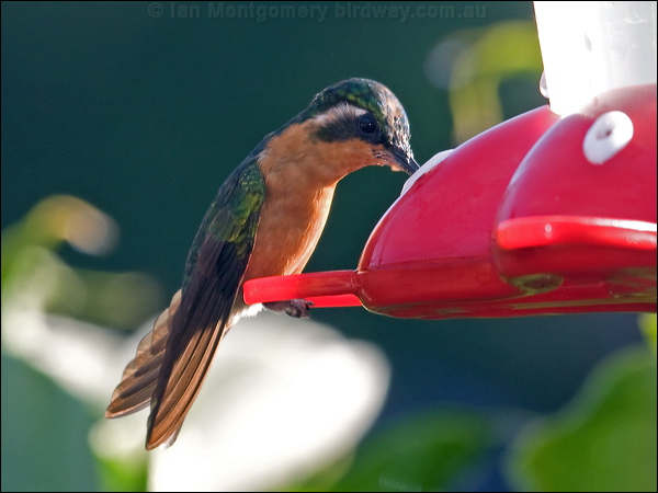 White-throated Mountain-gem whthroatmountaingem_111305.psd