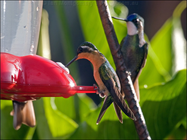 White-throated Mountain-gem whthroatmountaingem_111306.psd