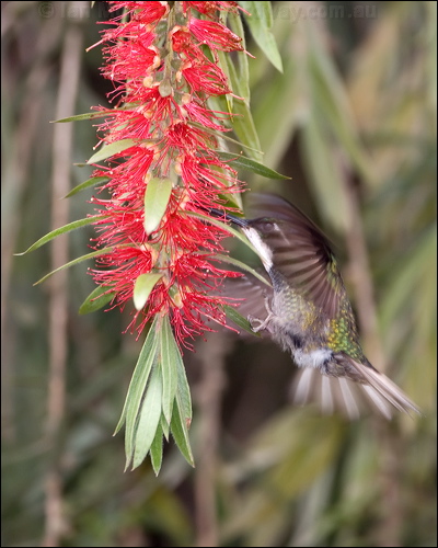 White-throated Mountain-gem whthroatmountaingem_111656.psd