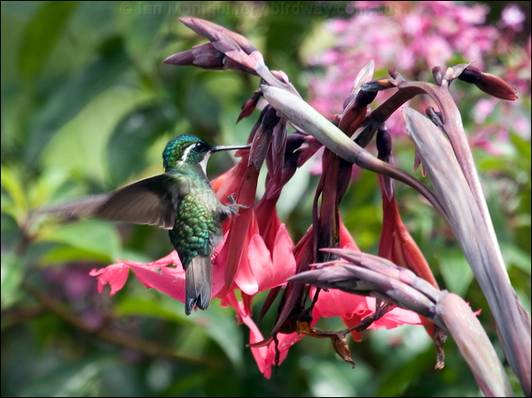 White-throated Mountain-gem whthroatmountaingem_111696.psd