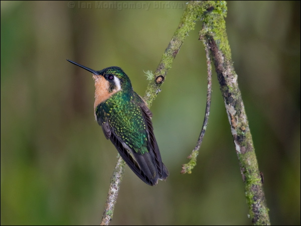 White-throated Mountain-gem whthroatmountaingem_112188.psd