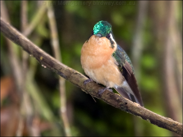White-throated Mountain-gem whthroatmountaingem_112189.psd
