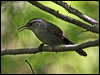 Click here to enter gallery and see photos/pictures/images of Bewick's Wren