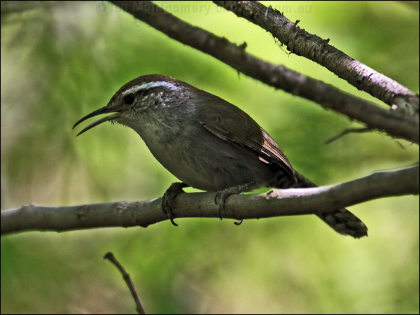Bewick's Wren bewicks_wren_67600.psd