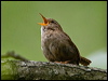 eurasian_wren_144681