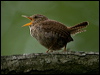 eurasian_wren_144693