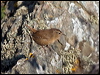 eurasian_wren_160520