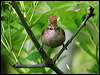 eurasian_wren_52874