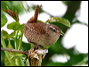 eurasian_wren_52882