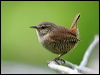 eurasian_wren_52893