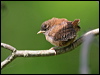 eurasian_wren_52910
