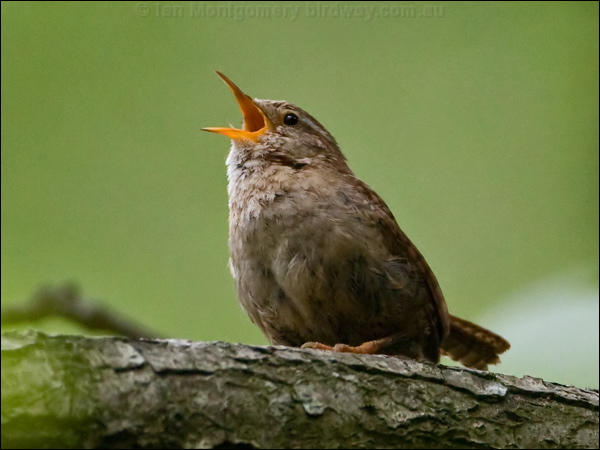 Eurasian Wren eurasian_wren_144681.psd