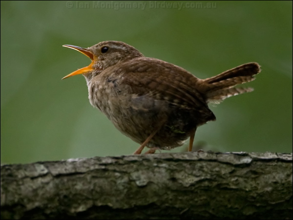 Eurasian Wren eurasian_wren_144693.psd