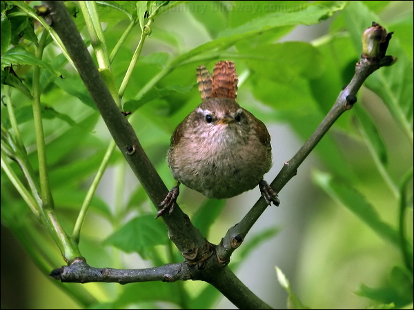 Eurasian Wren eurasian_wren_52874.psd