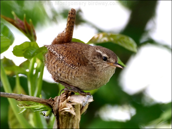 Eurasian Wren eurasian_wren_52882.psd