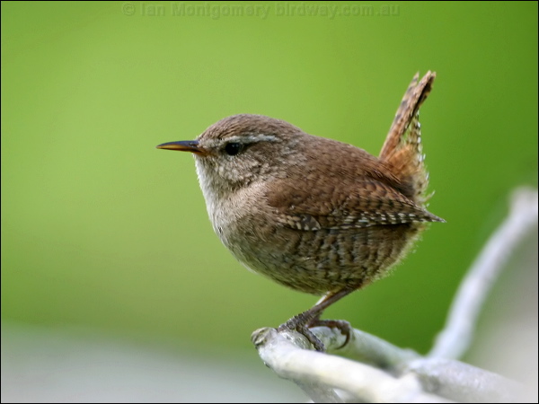 Eurasian Wren eurasian_wren_52893.psd