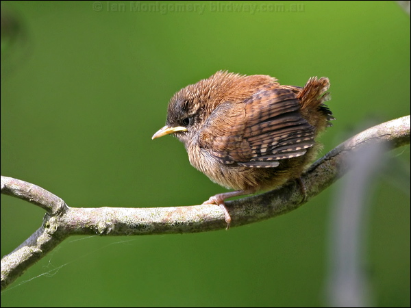 Eurasian Wren eurasian_wren_52910.psd