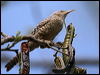 fasciated_wren_27737