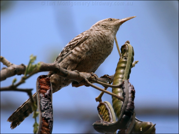 Fasciated Wren fasciated_wren_27737.psd