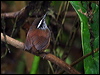 graybreast_woodwren_25406