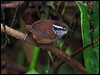 graybreast_woodwren_25407