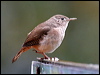 house_wren_27848
