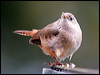 house_wren_27850
