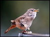 house_wren_27851