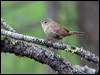 house_wren_68381